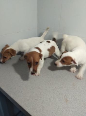 JACK RUSSELL CUCCIOLI