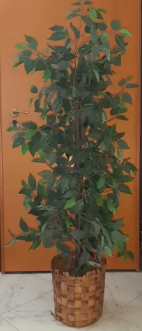 Pianta ornamentale realistica h: 1,60 m