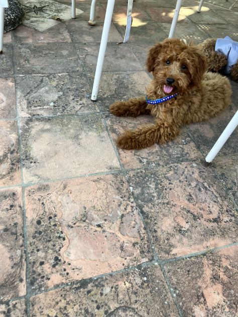 Barboncino - Foto 2