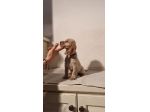 Cuccioli di Cocker Spaniel