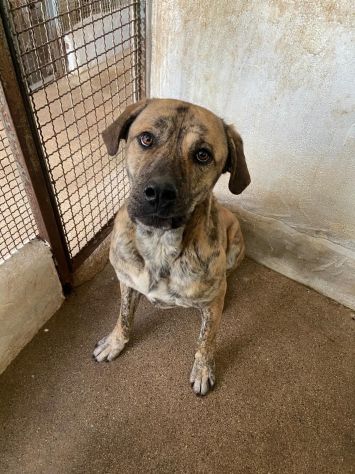 ZEUS SPLENDIDO DERIVATO CORSO, CANE IN ADOZIONE - Foto 3