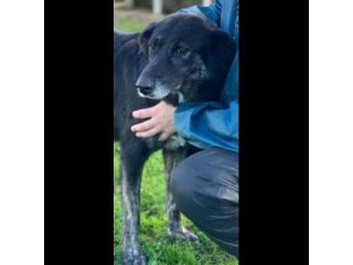 ALMA MATERNA ED AMOREVOLE CANE IN ADOZIONE TG MEDIA