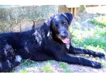 Jerry dolcissimo spinone in adozione