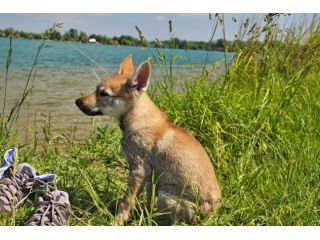 cuccioli di Cane lupo cecoslovacco disponibili