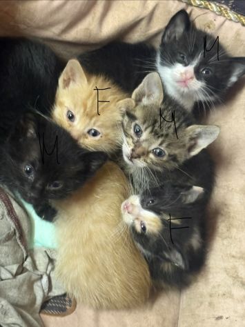 Regalo gattini di due mesi - Foto 4