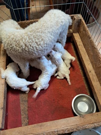 Cuccioli di Lagotto Romagnolo - Foto 3