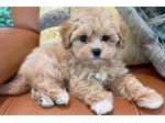 maltipoo piccoli toy