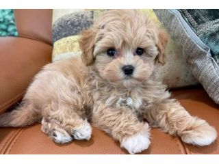 maltipoo piccoli toy