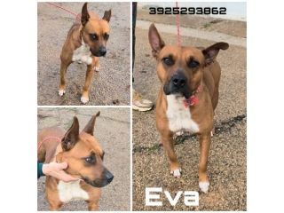 Eva una dolcissima cagnolina Amstaff cerca un casa e un amorevole famiglia