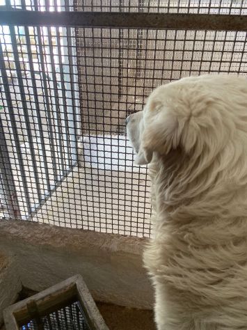 OMAR ADORABILE CANE IN ADOZIONE - Foto 8