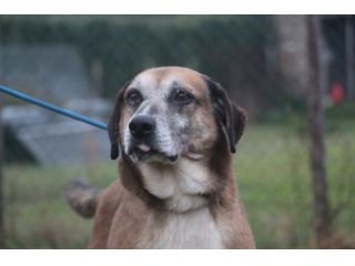 FEDELE, cagnolino di nome e di fatto