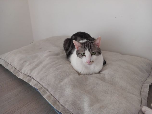 Miele, adorabile gatto da adottare! - Foto 4