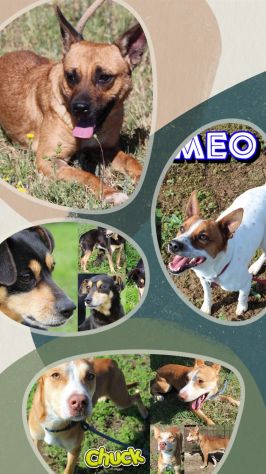 Cagnolini taglia piccola e medio-piccola in canile - Foto 3
