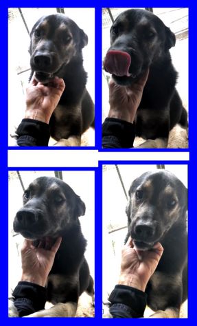 SPOCK, DOLCE SIMIL LUPACCHIOTTO CERCA CASA - Foto 6
