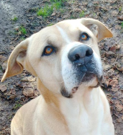 Tyson Rinuncia di proprietà - Foto 7