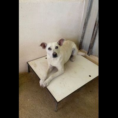UBALDA TIMIDA PACATA MOLTO CALMA CAGNOLINA IN ADOZIONE - Foto 3