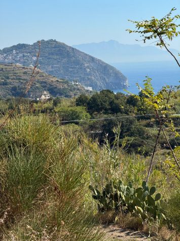 TERRENO PANORAMICO DI 620 MQ – PANZA, FORIO (ISCHIA) - Foto 7