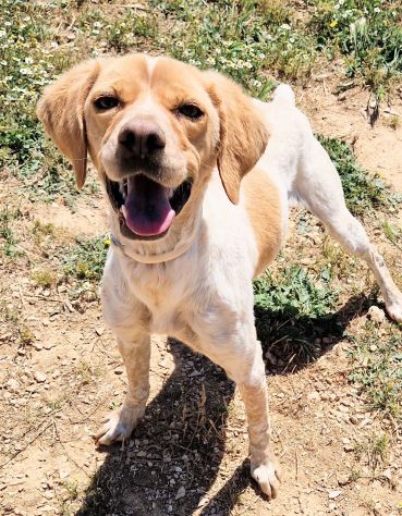 BRENDA DOLCEZZA ALLO STATO PURO...IN CANILE! - Foto 2