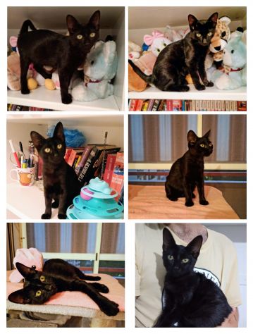 GATTINA NERA DOLCISSIMA