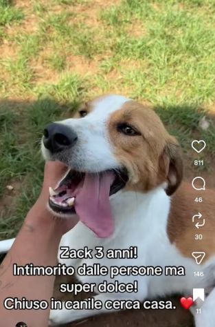 I CUCCIOLI DIMENTICATI ZACK e ZELDA tg medio contenuta, cane in adozione - Foto 4
