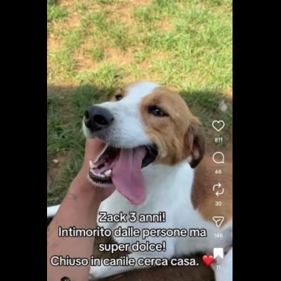 I CUCCIOLI DIMENTICATI ZACK e ZELDA tg medio contenuta, cane in adozione - Foto 4