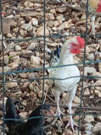 Galli,galline,chiocce con pulcini - Foto 6