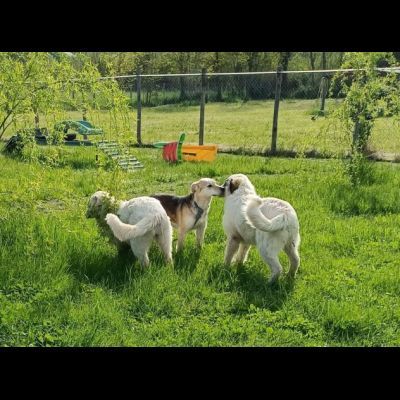 CALLAS TRANQUILLA E COCCOLONA CAGNOLINA IN ADOZIONE - Foto 4