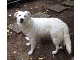 DAISY, splendida cucciolona URGENTE