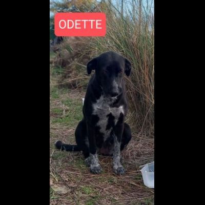 GIULIA e ODETTE una teglia per due CAGNOLINE IN ADOZIONE - Foto 2