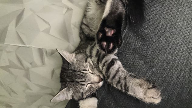 Gatto maschio