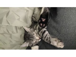 Gatto maschio