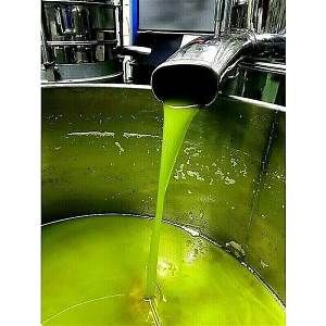 Olio extravergine di oliva di Carmignano dell annata 2024 - Foto 4