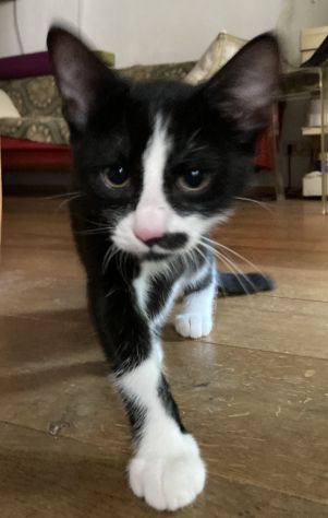 gattino tuxedo di 4 mesi - Foto 3