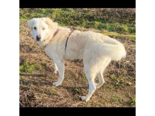 FOSTER CARATTERE ECCEZIONALE CANE IN ADOZIONE