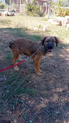GIGIA E BEAU, 3 MESI (01/07/26), TAGLIA MEDIA, TROVATI IN CAMPAGNA, CERCANO CASA - Foto 6