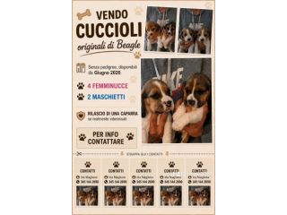 Cuccioli Beagle