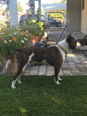 DINO, American Staffordshire Terrier - Foto 5