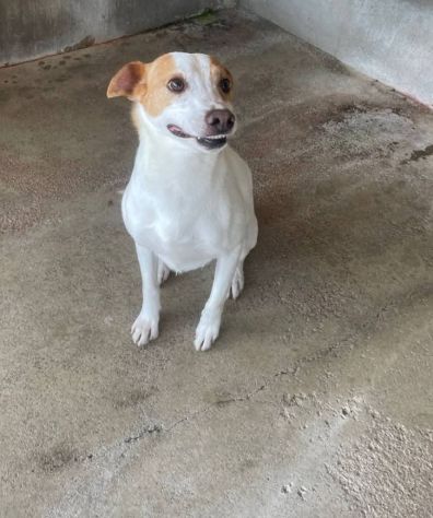 SIMBA IL SOGNO DI UNA FAMIGLIA CANE IN ADOZIONE 13 KG - Foto 2