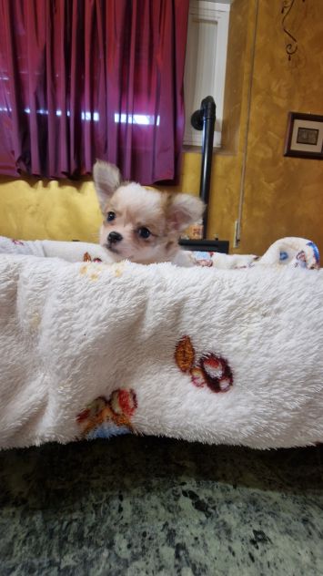 Cuccioli di chihuahua - Foto 5