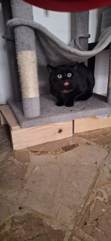 Momo splendida adozione del cuore - Foto 8