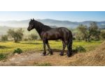 Vendo Cavallo Bardigiano