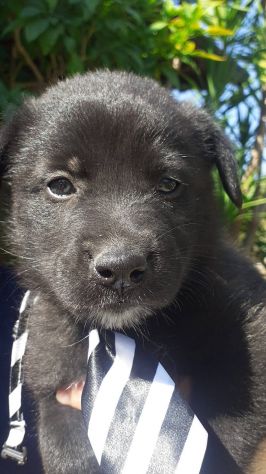 Brando cucciolo - Foto 5