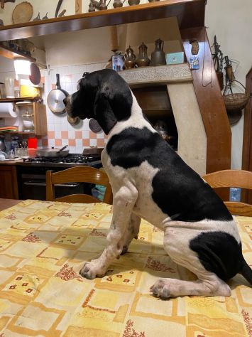 Pointer Inglese con Pedigree