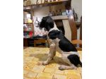 Pointer Inglese con Pedigree