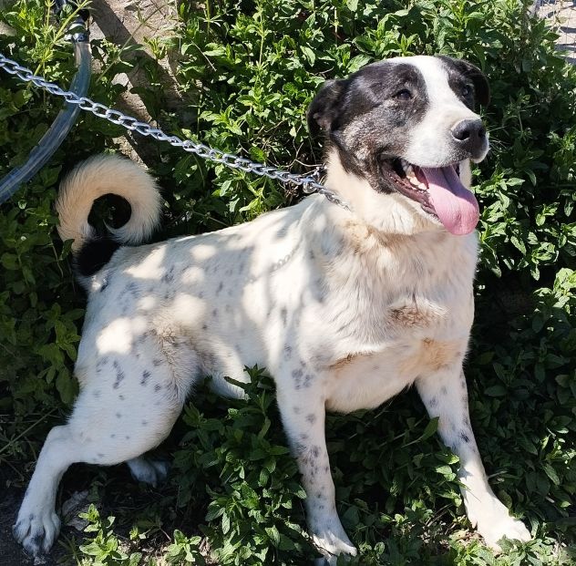 Cucciolone da sogno cerca ancora casa - Foto 10