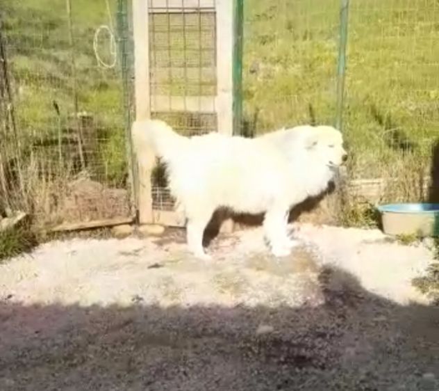 CANE IN ADOZIONE: GREG - Foto 3
