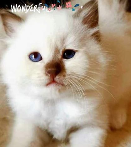 Gatto sacro di Birmania - Foto 4