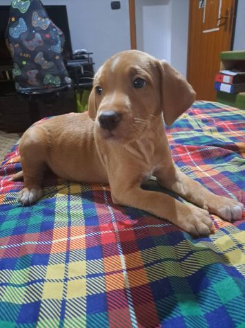 Monet cucciolo - Foto 3