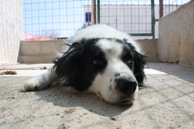 RICO 3 ANNI SIMIL BORDER COLLIE TAGLIA MEDIA - Foto 4