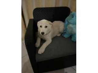 Regalo meravigliosi cuccioli incrocio husky